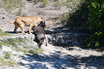 Löwe in Botswana - Moremi Reserve im Okavango Delta