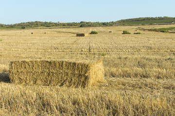 Campos de trigo cosechado con pacas de paja