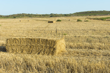 Campos de trigo cosechado con pacas de paja