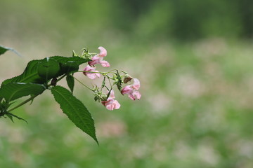Waldblume