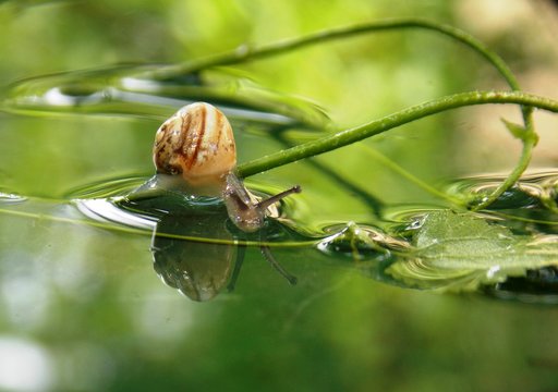 snail in the water
