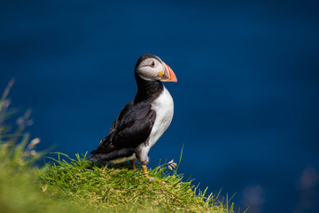 Adorable and cute Atlantic puffins on Mykines in the Faroe Islands