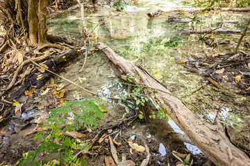 Tropical Thai rainforest swamp