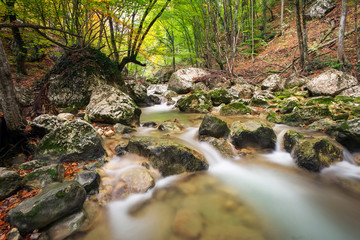 Obraz premium Autumn creek woods with yellow trees foliage and rocks in forest mountain.