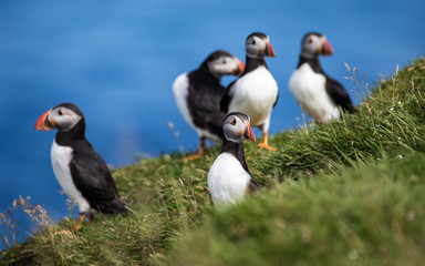 Adorable and cute Atlantic puffins on Mykines in the Faroe Islands