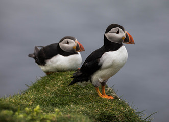 Adorable and cute Atlantic puffins on Mykines in the Faroe Islands
