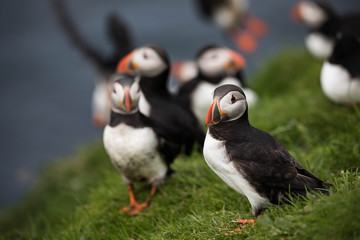 Adorable and cute Atlantic puffins on Mykines in the Faroe Islands