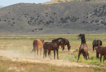 Wild Horse Stallions Fighting
