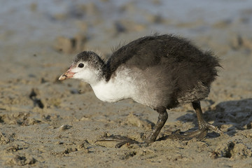 Eurasian coot (Fulica atra)