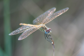 LIBELLULE