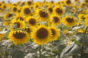 Fototapeta na wymiar Colorful sunflower field and wind 