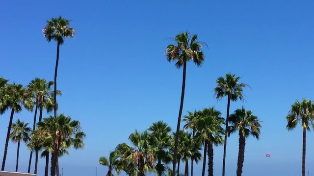 Palm trees blowing against a clear blue sky with copy space