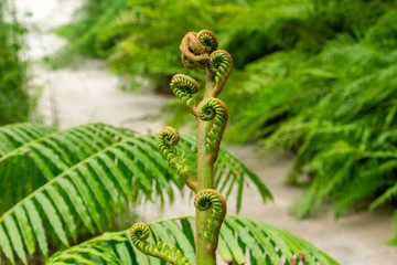 Giant fern (angiopteris evecta) curling new frond - Davie, Florida, USA