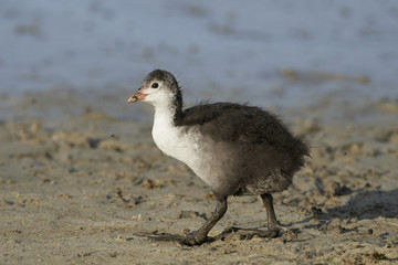 Eurasian coot (Fulica atra)