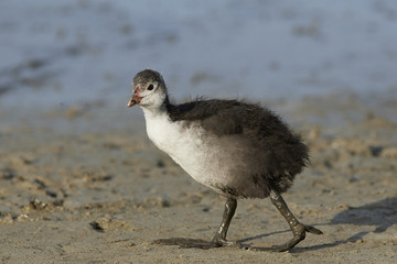 Eurasian coot (Fulica atra)