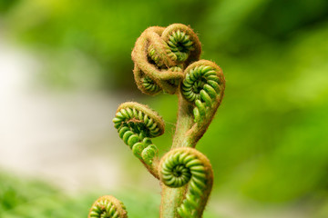 Giant fern (angiopteris evecta) curling new frond closeup - Davie, Florida, USA