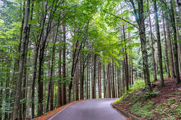 Obraz premium Moderna strada di montagna all'interno di un bosco verde 7