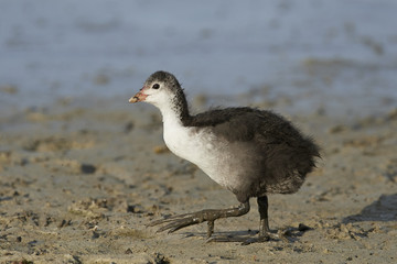 Eurasian coot (Fulica atra)