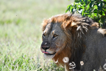 Löwe in Botswana - Moremi Reserve im Okavango Delta