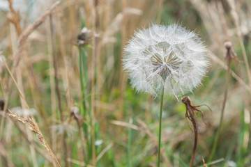 Pusteblume auf Blumenwiese