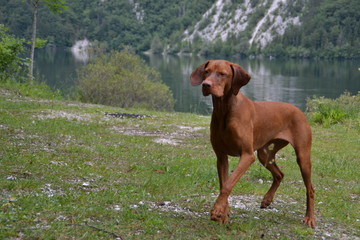 Vizsla7