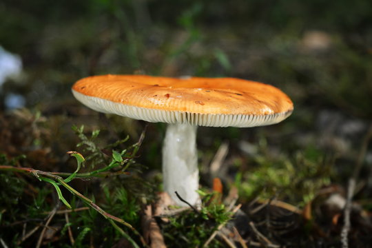 Mushroom russula with yellow hat among moss and grass close-up