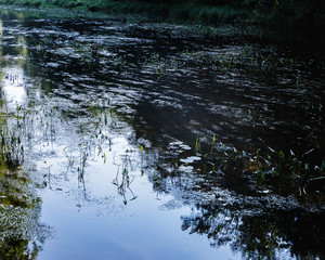 river waters with a lot of water plants; slow flow of river water through water plants