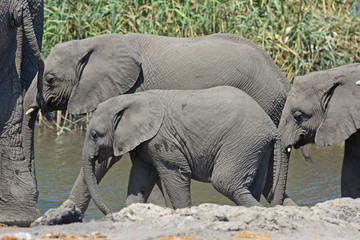 Afrikanische Elefanten (loxodonta im Etosha Nationalpark am Wasserloch Chudob in Namibia