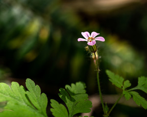 pink five petal wild flower in the forest.