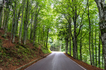 Obraz premium Moderna strada di montagna all'interno di un bosco verde 4