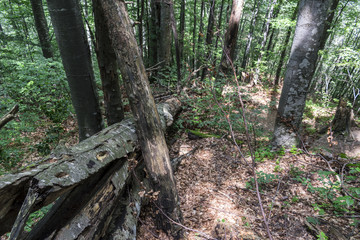 Fototapeta premium Fallen tree after a powerful lightning on the way to Kozya stena hut. The mountain in the central Balkan astonishes with its beauty, fresh air and magnetism.