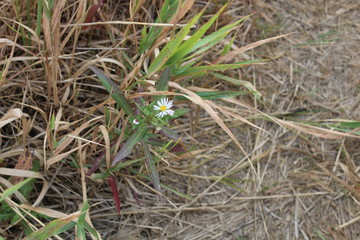 White Flower