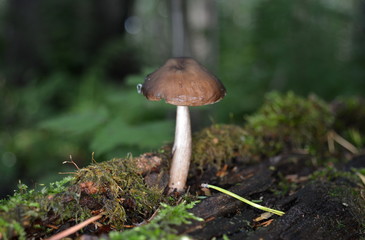 Mushroom with a brown hat on a thin leg grows on an old fallen tree