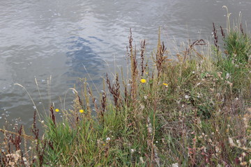 plants and Water