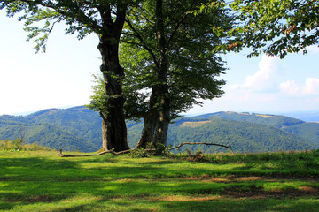 Carpathians. Summer.