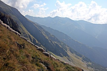 Sheep in the mountains