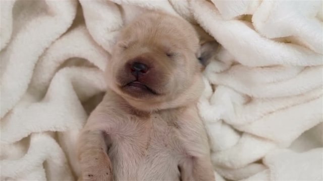 Newborn labrador puppy dog sleeping on white creased blanket - closeup, top view