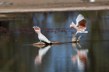 Major Mitchell's Cockatoo (Cacatua leadbeateri) race "leadbeateri". AKA Pink Cockatoo © wrightouthere