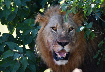 Löwe in Botswana - Moremi Reserve im Okavango Delta