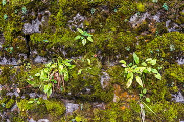 Muro di montagna ricoperto di muschio verde e alcune piccole pianticelle