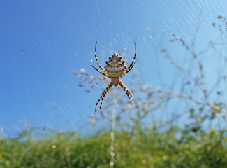 spider on a web
