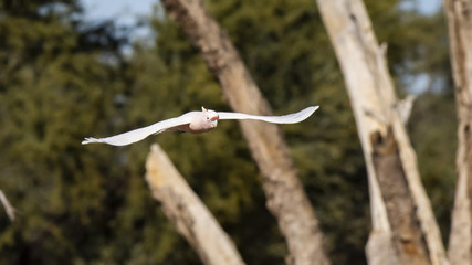 Major Mitchell's Cockatoo (Cacatua leadbeateri) race 