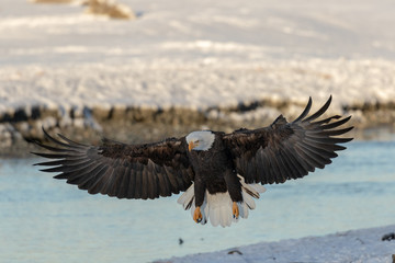 EAGLE