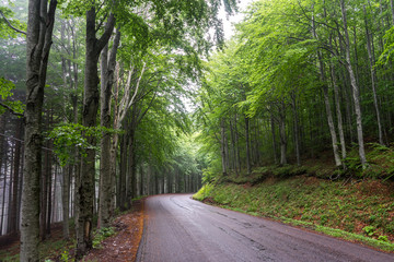 Fototapeta na wymiar Moderna strada di montagna all'interno di un bosco verde 3