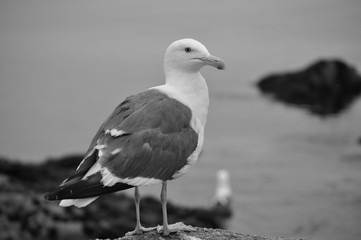 Seagull