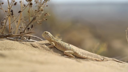 lizard in the sand in the desert