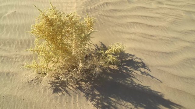 camel thorn in the desert