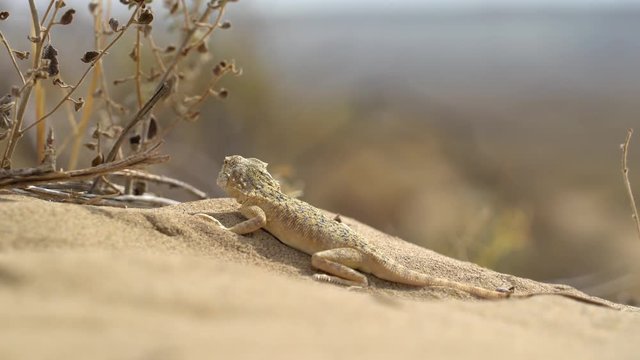 lizard in the sand in the desert