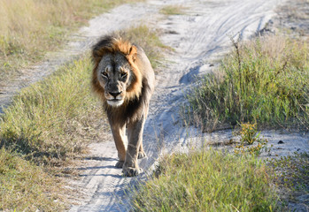 Löwe in Botswana - Moremi Reserve im Okavango Delta