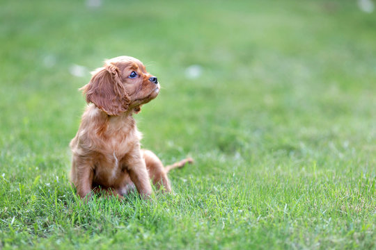 Puppy Sitting On The Grass